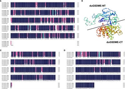 Duck gasdermin E is a substrate of caspase-3/-7 and an executioner of pyroptosis